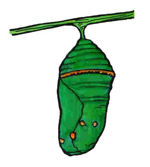 free clip art butterfly egg - photo #17
