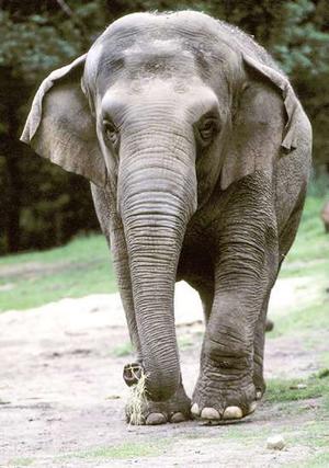 elephant