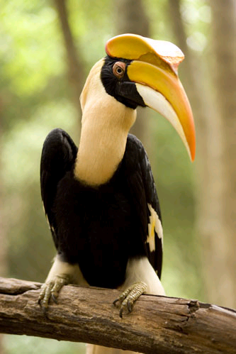 hornbill