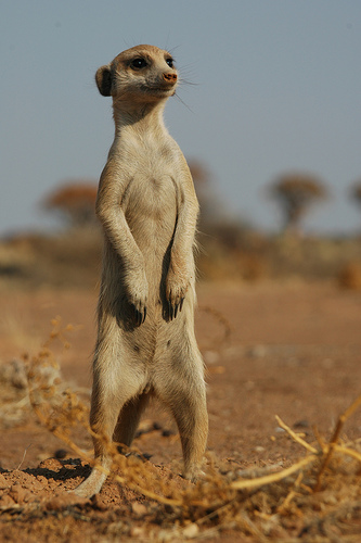 meerkat