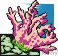 coral