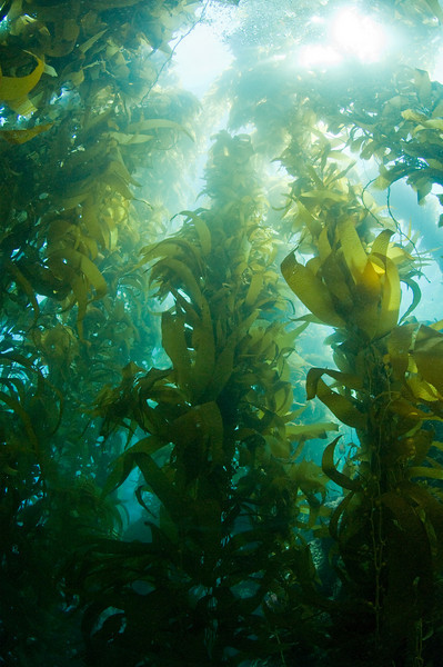 kelp forest