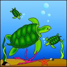turtle