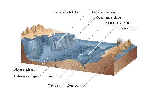 Oceanicflr