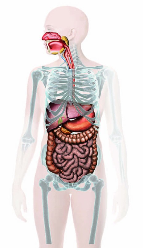 digestive digestive