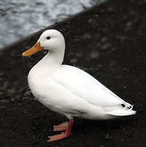 duck