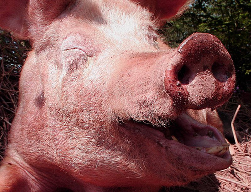 happy pig