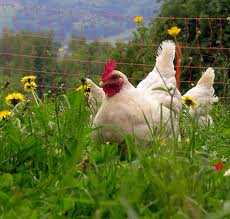 happychicken