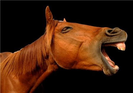 happy horse
