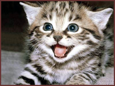happykitten