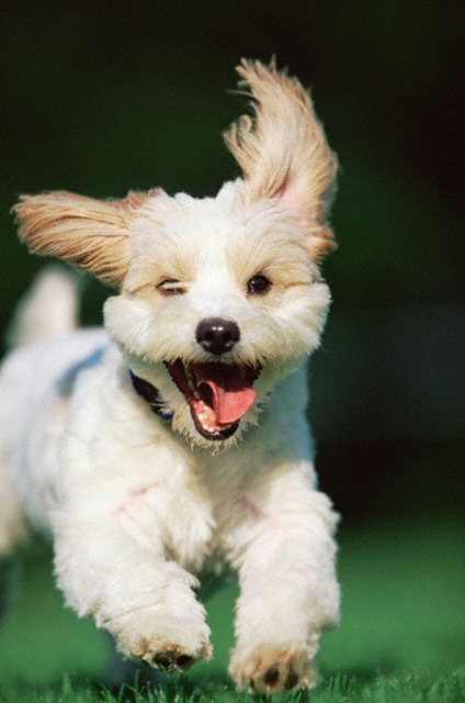 happy puppy