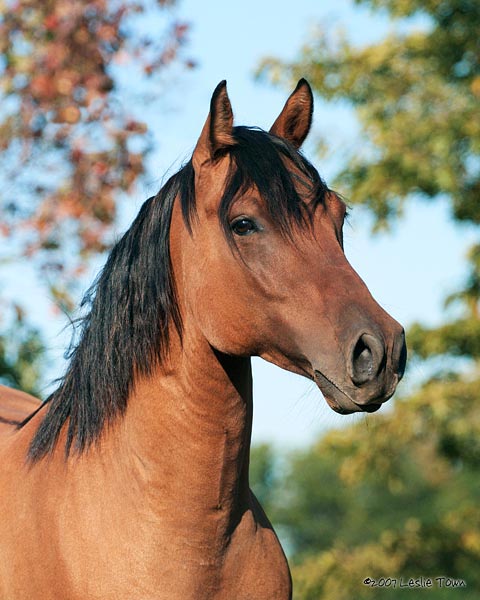 horse