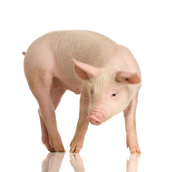 pig