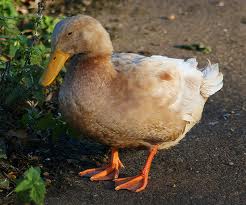sad duck