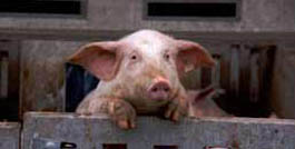 sad pig
