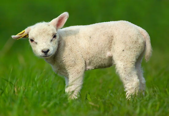 sad sheep