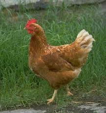 sad chicken