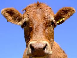 sadcow