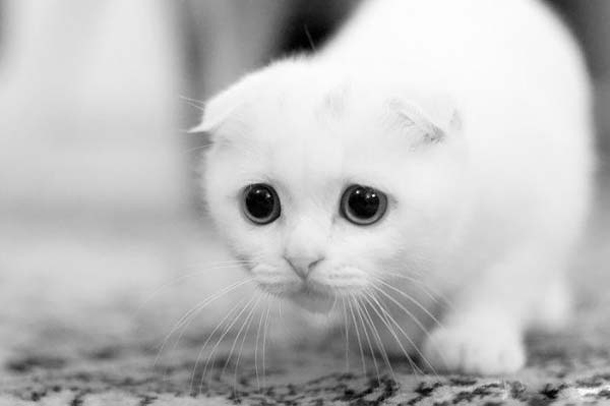 sad cat