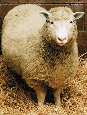 sheep
