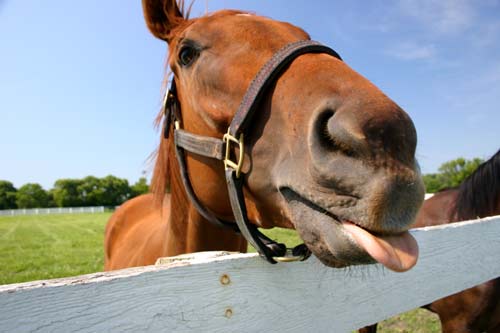 sadhorse