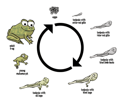tadpole to frog process