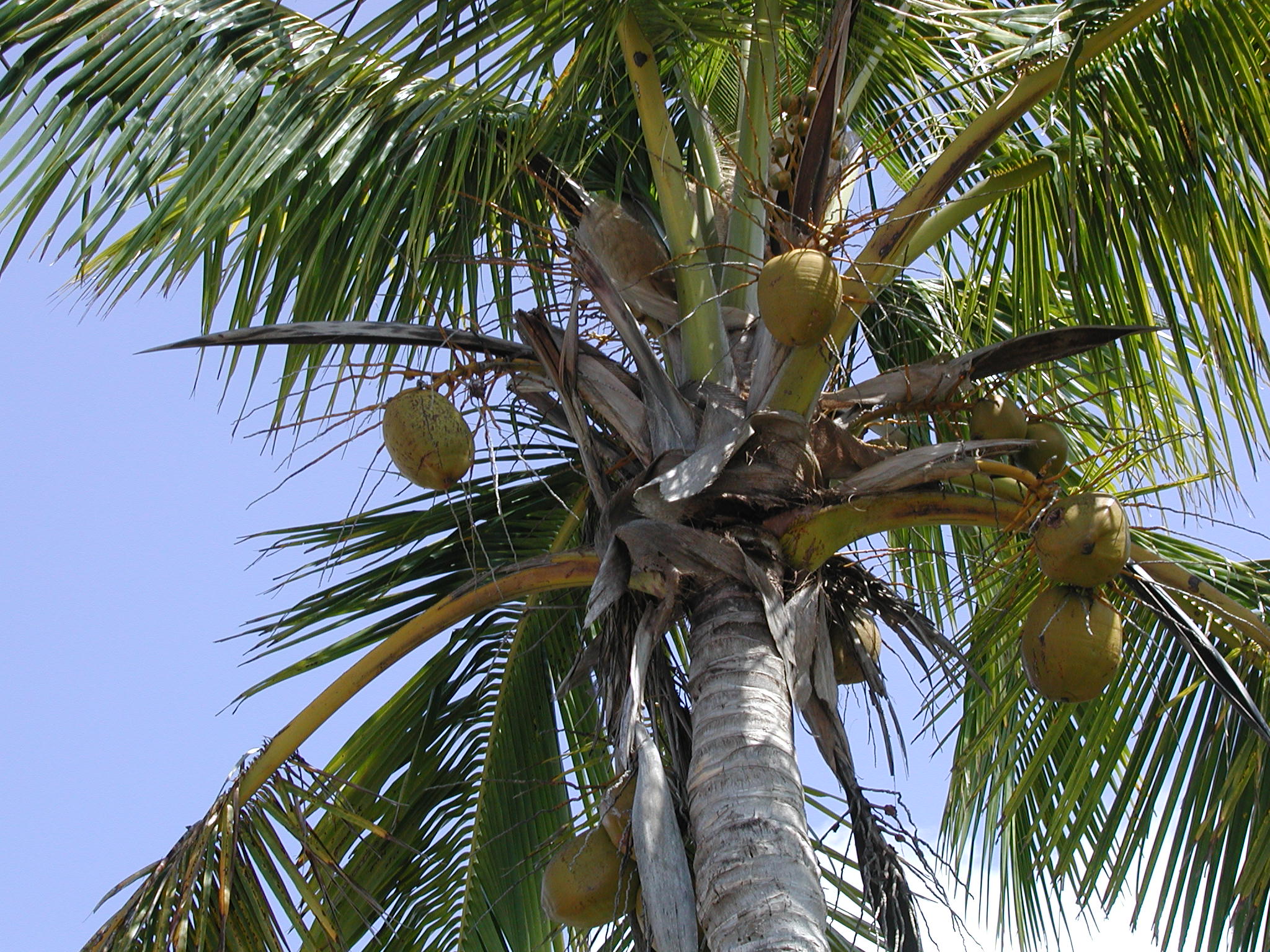 coconut tree rainforest