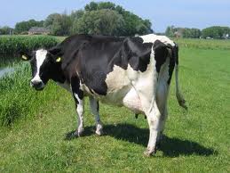 cow