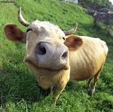 happycow
