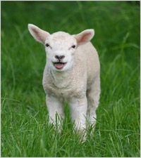 happy sheep
