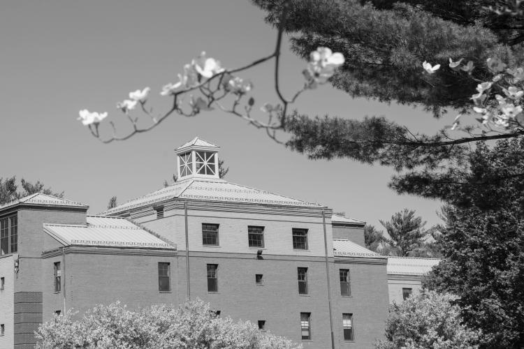 Trees in bloom on the campus green with Courtney Hall in the background