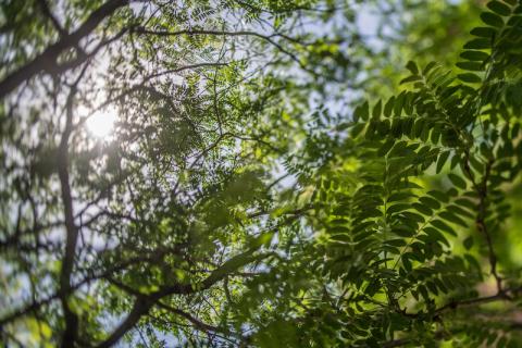 The sun, filtering down through a canopy of green tree branches and leaves.