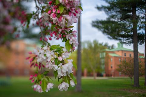 A photo of two flowers, one red and one white. Both blossom on a tree.