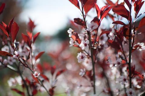 A closeup of tiny, white flowers with bright red leaves. Everything else in the background is blurred.