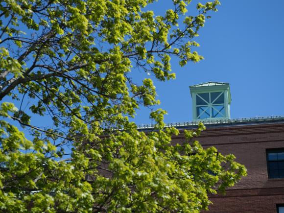 Maple tree with new spring leaves with the Courtney Hall roofline in the background