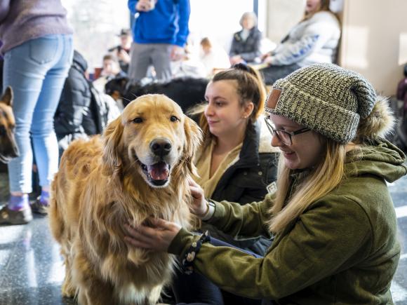 image of students petting a golden retriever during a pet therapy session