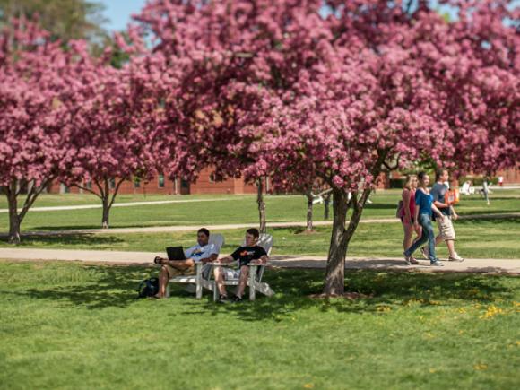 Cherry blossoms in bloom on the campus green in spring
