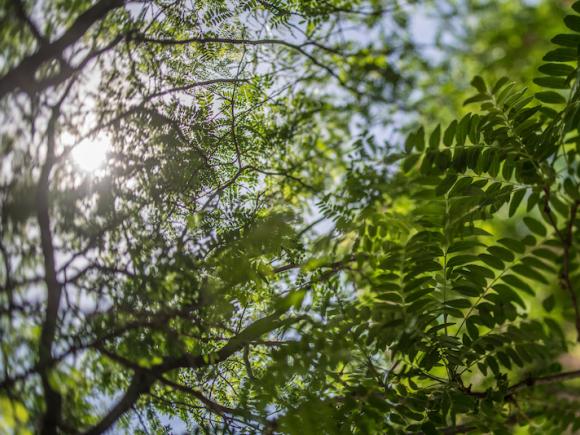 The sun, filtering down through a canopy of green tree branches and leaves.