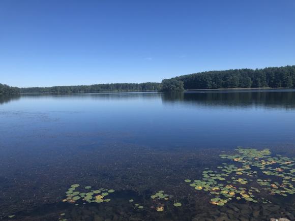A blue lake underneath a deep blue sky. Algae and lily pads dot the edges of the water and a forest of pine trees can be seen in the distance.
