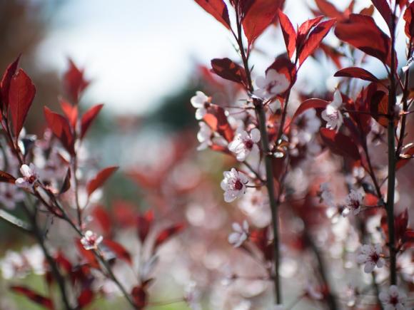 A closeup of tiny, white flowers with bright red leaves. Everything else in the background is blurred.