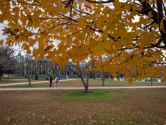 A shot of the campus, with yellow trees dotting the campus green.
