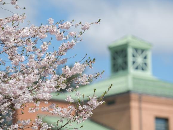 A shot of a tree studded with white flowers on the branches. In the background, out of focus, is one of the tops of the brick, dorm buildings.
