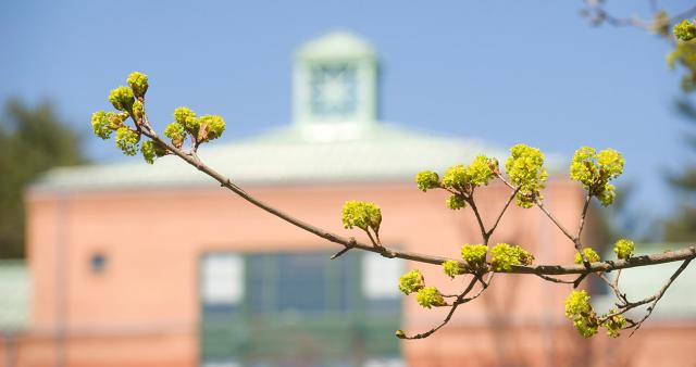 Budding tree with Courtney Hall in background