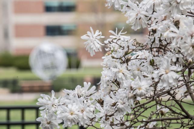Trees in bloom on the campus green with the Globe and Lammers Hall in the background
