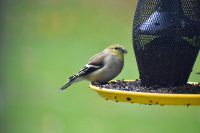 Image of a chickadee at a bird feeder