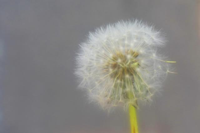 Image of dandelion ready to seed