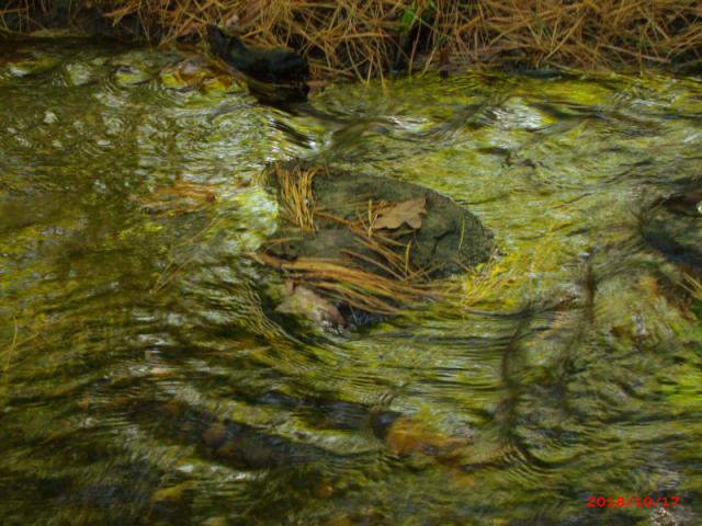 Image of pine needles floating in a running brook