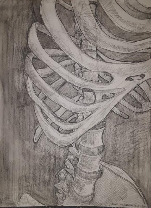 Image of a pencil drawing detail of a human ribcage skeleton