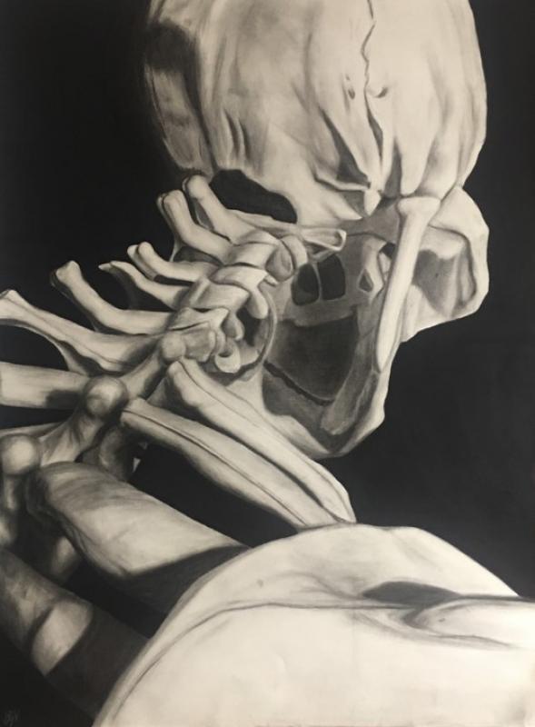Pencil drawing detail of a human skeleton spine and skull base