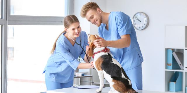 Veterinary Assistant stock photo